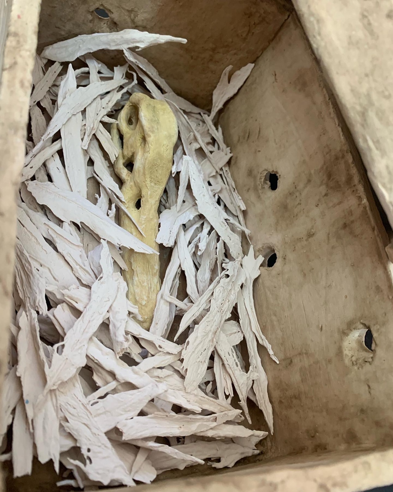 Nest of Remains