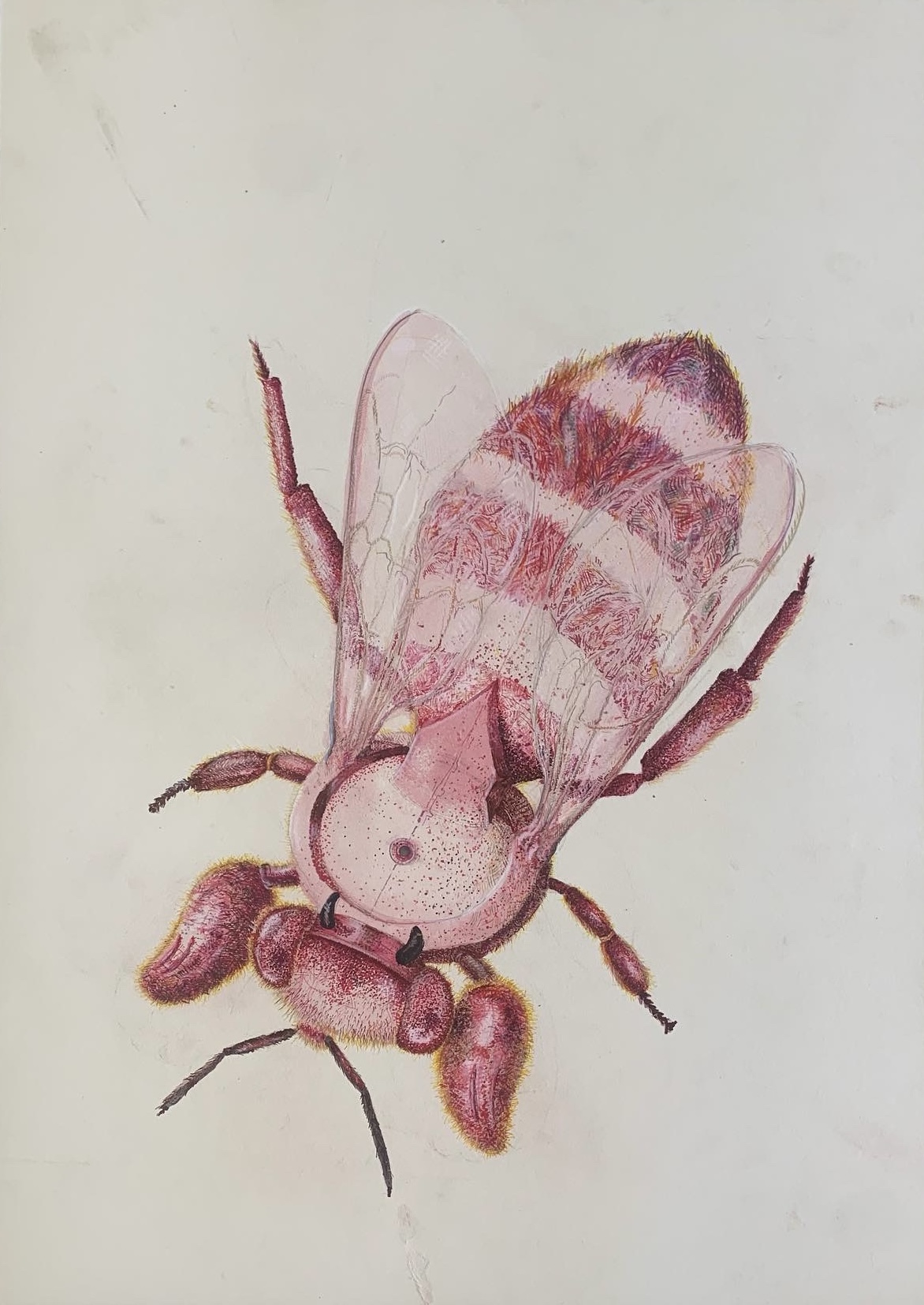 Untitled (Pink Bee)