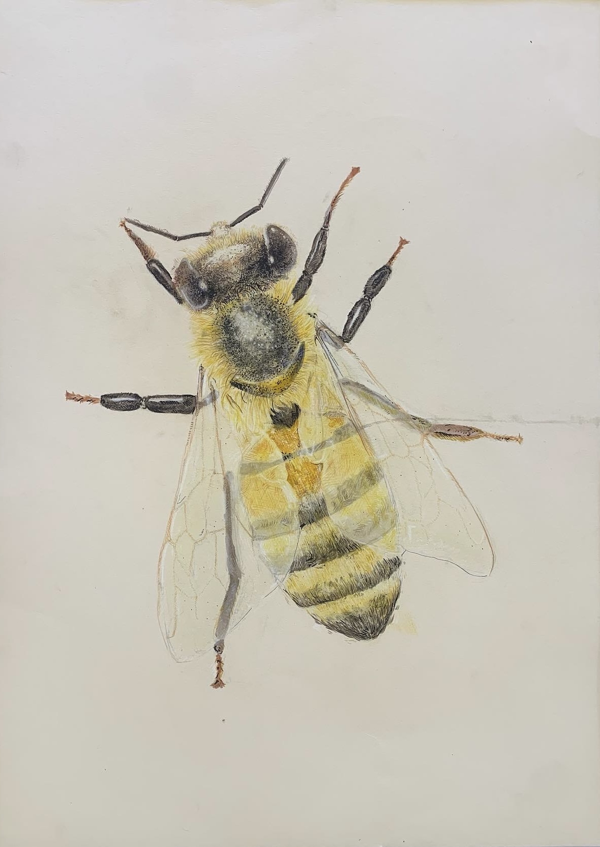 Untitled (Bee)
